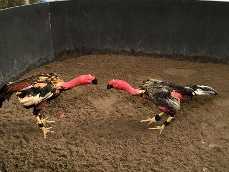 Quy tắc quan trọng tại giải đá gà