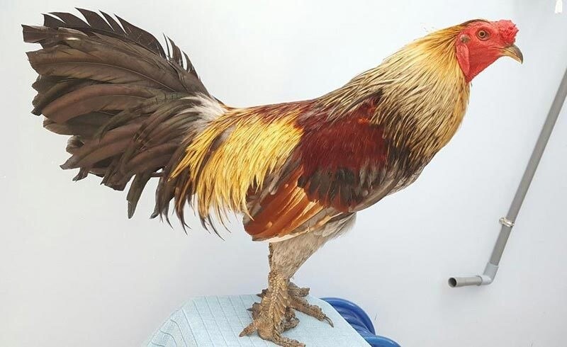 Khái niệm về gà chọi vảy rồng