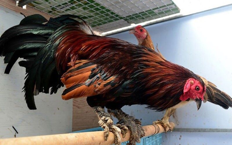 Cách chọn gà chọi vảy rồng chuẩn