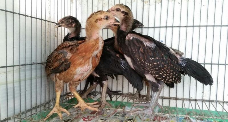 Những điều cần chú ý khi nuôi gà chọi vảy rồng