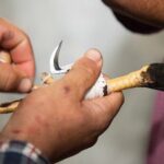 Hướng dẫn cách lên cựa gà chuẩn nhất từ chuyên gia lâu năm