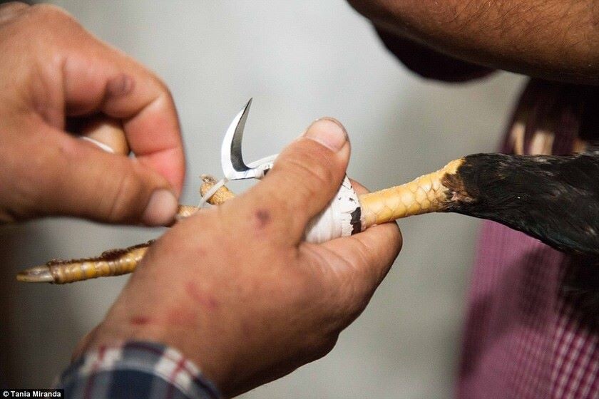 Lý do cần lên cựa gà chuẩn
