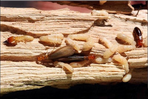 Giấc mơ thấy mối thường mang theo nhiều thông điệp