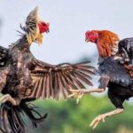 Siu88 – Sảnh đá gà Thomo uy tín, an toàn nhất hiện nay