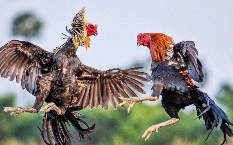 Nhiều ưu điểm lớn khi tham gia đá gà tại Siu88