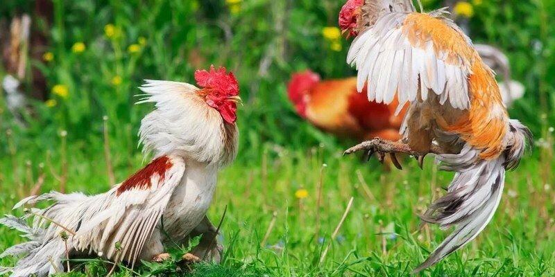 Bí kíp thắng lớn khi đá gà tại Siu88