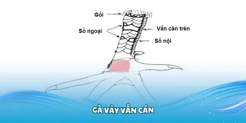 Giới thiệu vảy vấn cán ở gà chọi