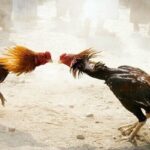 Bí quyết chọn gà chọi có vảy gà vấn cán hiệu quả nhất